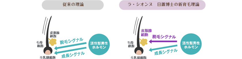従来の理論 ラ・シオンヌ 日置博士の新育毛理論