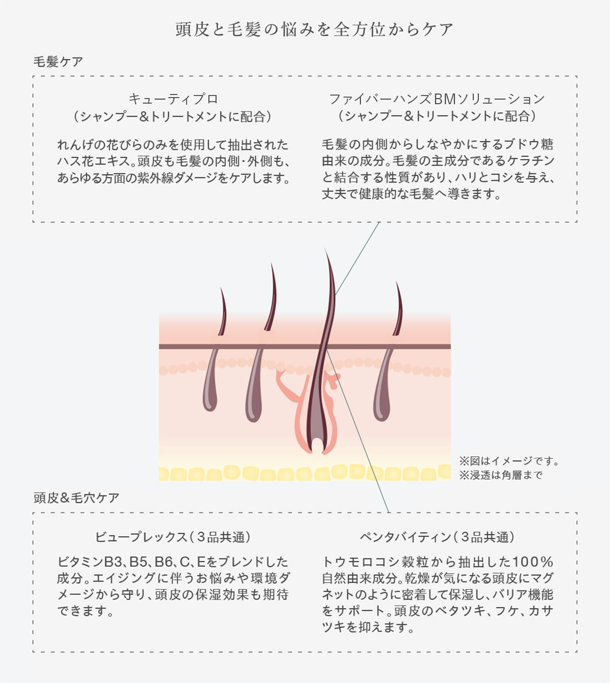 【頭皮と毛髪の悩みを全方位からケア】〈毛髪ケア〉・キューティプロ（シャンプー&トリートメントに配合） れんげの花びらのみを使用して抽出されたハス花エキス。頭皮も毛髪の内側・外側も、あらゆる方面の紫外線ダメージをケアします。 ・ファイバーハンズBMソリューション（シャンプー&トリートメントに配合） 毛髪の内側からしなやかにするブドウ糖由来の成分。毛髪の主成分であるケラチンと結合する性質があり、ハリとコシを与え、丈夫で健康的な毛髪へ導きます。 ※図はイメージです。 ※浸透は角層まで 〈頭皮＆毛穴ケア〉・ビュープレックス（3品共通） ビタミンB3、B5、B6、C、Eをブレンドした成分。エイジングに伴うお悩みや環境ダメージから守り、頭皮の保湿効果も期待できます。 ・ペンタバイティン（3品共通） トウモロコシ穀粒から抽出した100%自然由来成分。乾燥が気になる頭皮にマグネットのように密着して保湿し、バリア機能をサポート。頭皮のベタツキ、フケ、カサツキを抑えます。