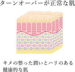 ターンオーバーが正常な肌 キメの整った潤いとハリのある健康的な肌