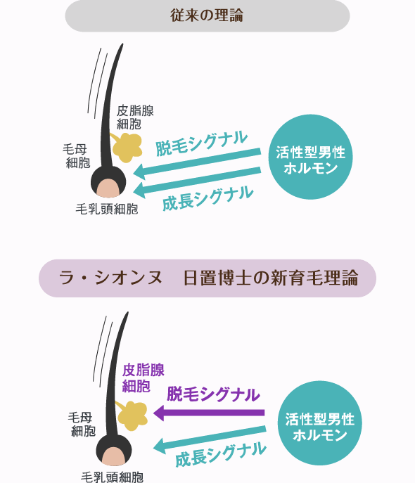 従来の理論 ラ・シオンヌ　日置博士の新育毛理論